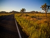 joshua_tree_10-2010-1