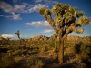 joshua_tree_10-2010-2