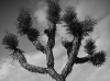 joshua_tree_10-2010-5