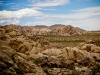 joshua_tree_10-2010-6