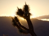 joshua_tree_10-2010-8